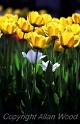 Pure Tulips NH2492